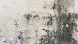 mold on a wall